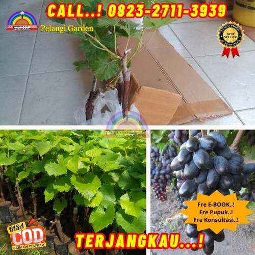 HARGA RESELLER ! H.Tovix CALL: 0823-2711-3939 Jual Bibit Anggur Velika Di Kebumen.jpg