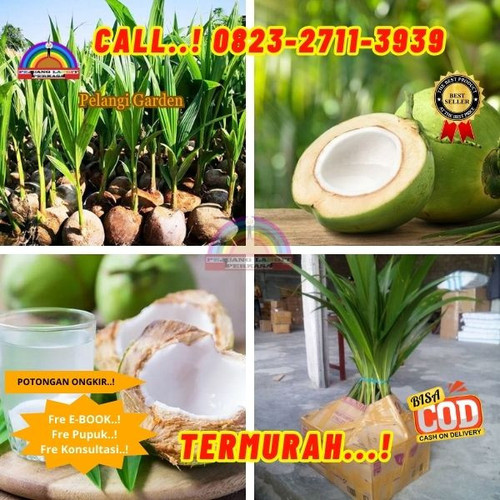 PROMO RESELLER ! H.Tovix CALL : 0823-2711-3939 Penjual  Pohon Kelapa Pendek di Kebumen-Ambal-Lajer.jpg
