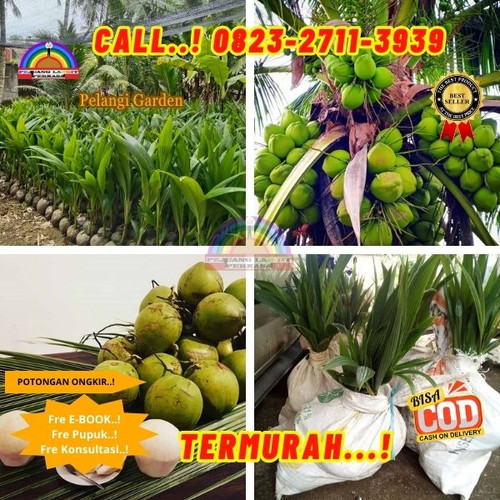 HARGA PARTAI ! H.Tovix CALL : 0823-2711-3939 Penjual Pohon Kelapa Pinggir Pantai di Kebumen-Ambal-Pl.jpg