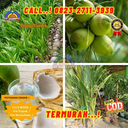 BANTING HARGA ! H.Tovix CALL : 0823-2711-3939 Penjual Pohon Kelapa Pantai di Kebumen-Ambal-Pagedanga.jpg