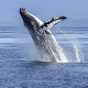 humpback whale 436120 640 SMALL.png