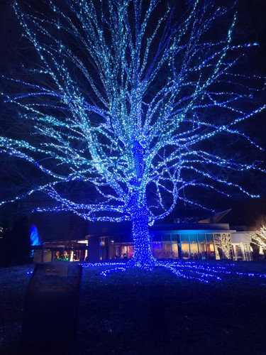 blue tree.jpg