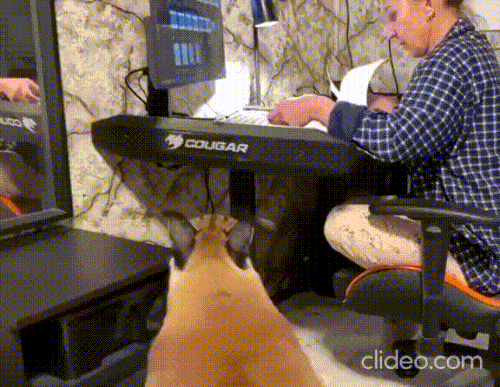 kot2.gif