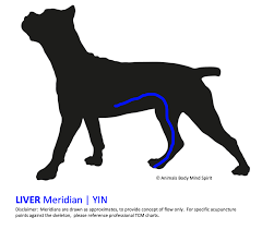 Heart meridian in pets, dogs and cats.png