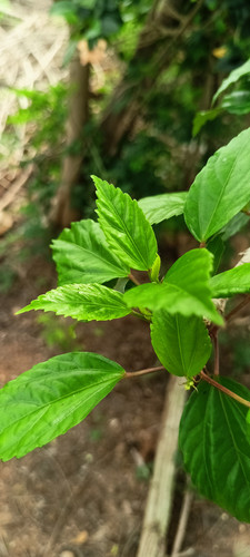 IMG20240115130329.jpg