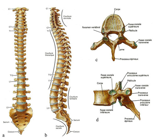 Anatomie de la colonne vertebrale selon les vues anterieure a et laterale gauche b.jpg