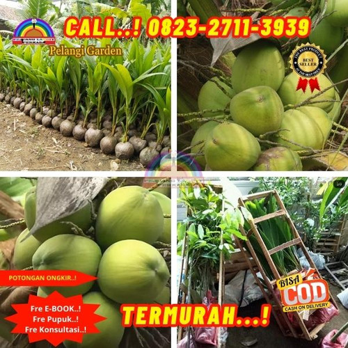 LANGSUNG PETANI ! H.Tovix CALL : 0823-2711-3939 Penjual  Pohon Kelapa Rendah di Kebumen-Ambal-Pucang.jpg