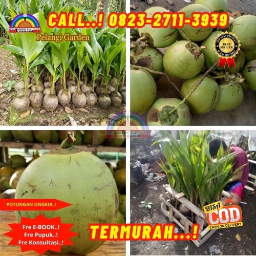 TERMURAH ! H.Tovix CALL : 0823-2711-3939 Penjual Pohon Kelapa Depan Rumah di Kebumen-Ambal-Sidomulyo.jpg