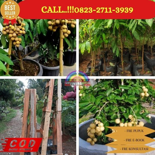 EKSLUSIF ! CALL: 0823-2711-3939 Jual Bibit Kelengkeng Kendal Di Kebumen Klirong-Gadungrejo.jpg