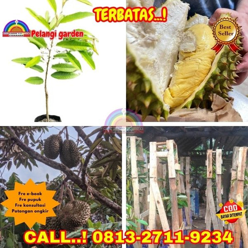 LANGSUNG DARI KEBUN ! H.Tovix CALL: 0813-2711-9234 Jual Pohon Durian Bawor Berbuah Lebat Ke Kec.Mend.jpg