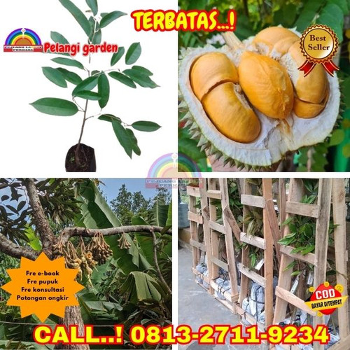 OPEN RESELLER ! H.Tovix CALL: 0813-2711-9234 Jual Pohon Durian Besar Ke Kec.Mendo Barat-Desa Penyak.jpg