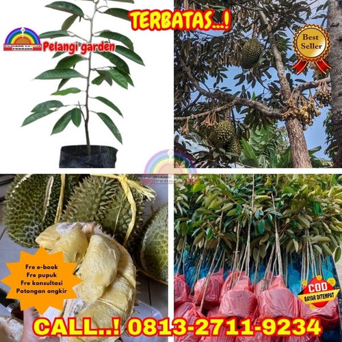 PRODUSEN BIBIT UNGGULAN ! H.Tovix CALL: 0813-2711-9234 Jual Pohon Durian Cepat Berbuah Ke Kec.Mendo.jpg