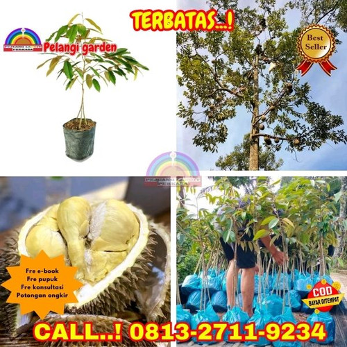 LANGSUNG PETANI ! H.Tovix CALL: 0813-2711-9234 Jual Pohon Durian Cangkok Ke Kec.Puding Besar-Desa Ba.jpg