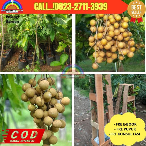 LANGSUNG PETANI ! CALL: 0823-2711-3939 Jual Bibit Kelengkeng Kateki Di Kebumen Kebumen-Sumberadi.jpg