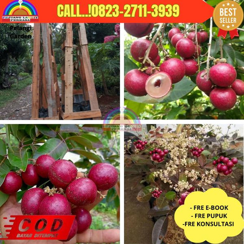 HARGA PETANI ! CALL: 0823-2711-3939 Jual Bibit Kelengkeng Merah Jogja Di Kebumen Kebumen-Muktisari.jpg