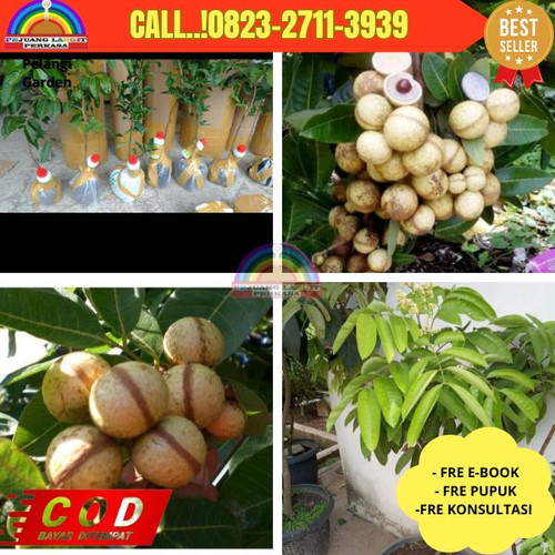 HARGA PARTAI ! CALL: 0823-2711-3939 Jual Bibit Kelengkeng Satu Jari Di Kebumen Kebumen-Muktirejo.jpg