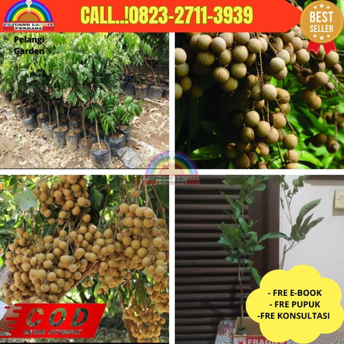 HARGA PENJUAL ! CALL: 0823-2711-3939 Jual Bibit Kelengkeng Kristal Di Kebumen Kebumen-Tanahsari.jpg