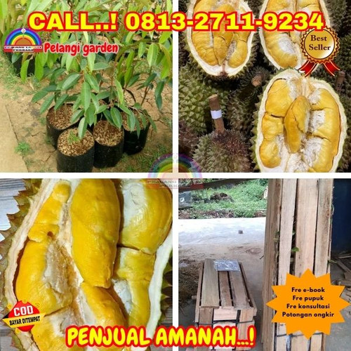 LANGSUNG DARI KEBUN ! H.Tovix CALL: 0813-2711-9234 Jual Benih Durian Ochee Ke Kec.Merawang-Desa Pada.jpg