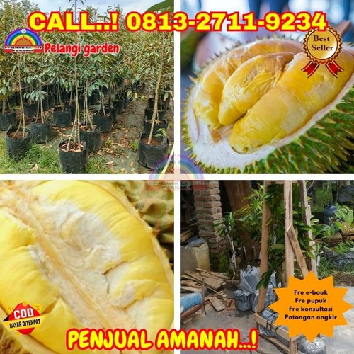 TERPERCAYA ! H.Tovix CALL: 0813-2711-9234 Jual Benih Durian Terbaik Ke Kec.Merawang-Desa Pemali.jpg