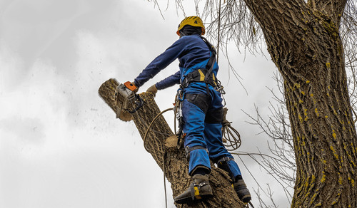 Best Tree Care Company Philadelphia.jpg