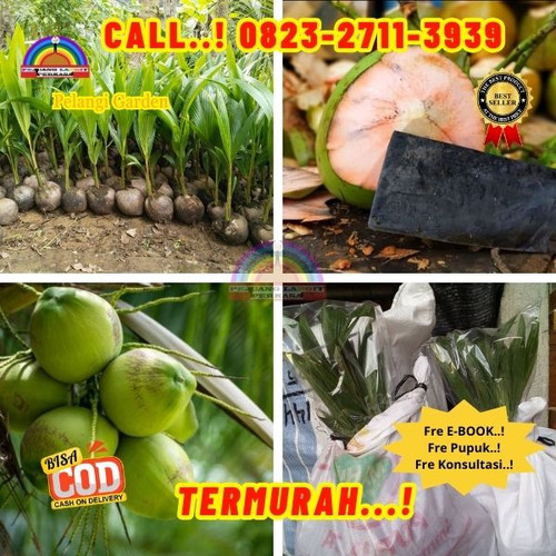 TERPERCAYA ! H.Tovix CALL : 0823-2711-3939 Penjual Pohon Kelapa Nias di Kebumen-Ambal-Kembangsawit.jpg