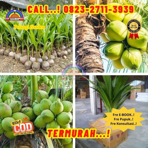 HARGA PARTAI ! H.Tovix CALL : 0823-2711-3939 Penjual Pohon Kelapa Kerdil di Kebumen-Ambal-Dukuhrejas.jpg