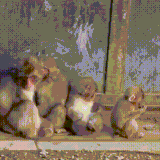 obezi.gif