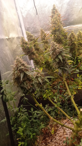 IMG 20240109 173053.jpg