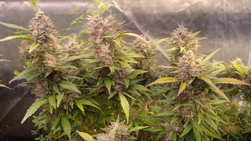 IMG 20240109 173035.jpg