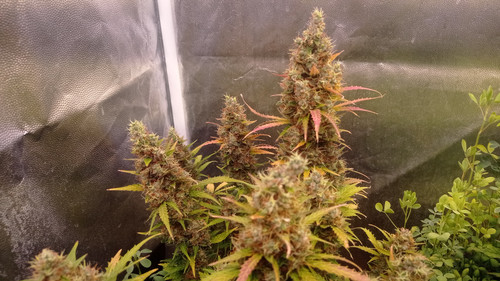 IMG 20240109 173030.jpg