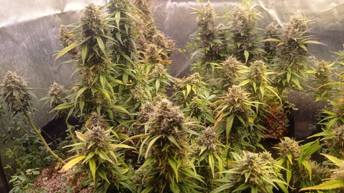 IMG 20240109 173044.jpg