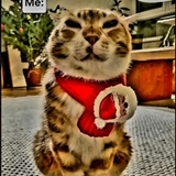 brave 6r4a426Qyf.png