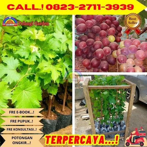 COD ! H.Tovix CALL: 0823-2711-3939 Jual Benih Anggur Merah Di Kebumen.jpg