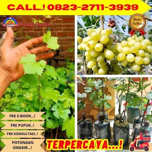 BIBIT UNGGULAN ! H.Tovix CALL: 0823-2711-3939 Jual Benih Anggur Manis Di Kebumen.jpg