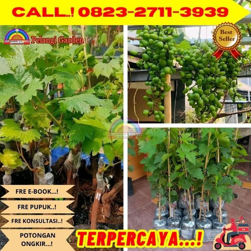 GRATIS ONGKIR ! H.Tovix CALL: 0823-2711-3939 Jual Benih Anggur Hijau Di Kebumen.jpg