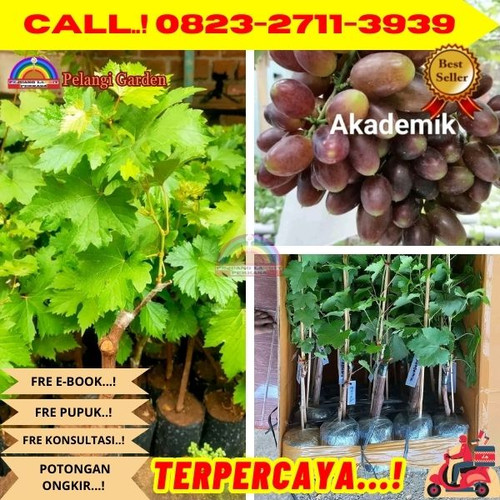 PARTAI BESAR ! H.Tovix CALL: 0823-2711-3939 Jual Benih Anggur Hitam Di Kebumen.jpg