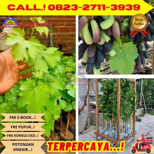 TERJANGKAU ! H.Tovix CALL: 0823-2711-3939 Jual Benih Anggur Moondrop Di Kebumen.jpg