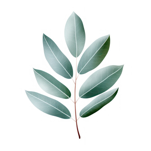 Eucalyptus leaf isolated on a white background svg 00202 00.jpg