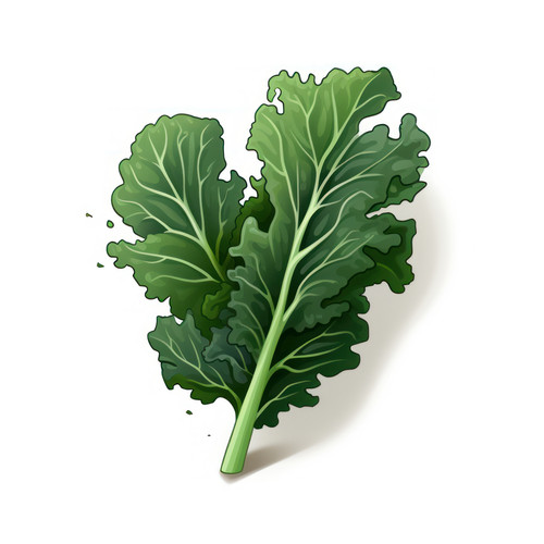 Kale isolated on a white background svg basic mini 00343 00.jpg