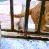 kot3.gif