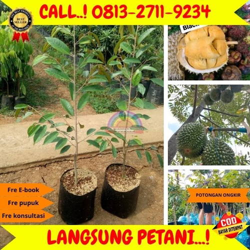 TERPERCAYA ! H.Tovix CALL: 0813-2711-9234 Penjual Benih Durian Terbaik Ke Kec.Merawang-Desa Pemali.jpg