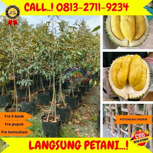 TERPERCAYA ! H.Tovix CALL: 0813-2711-9234 PENJUAL Benih Durian D24 Ke Kec.Merawang-Desa Air Tawar.jpg