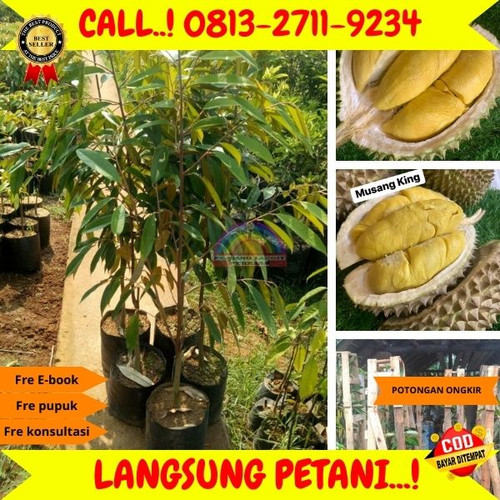 PROMO TERBATAS ! H.Tovix CALL: 0813-2711-9234 Penjual Benih Durian Musang King Ke Kec.Merawang-Desa.jpg