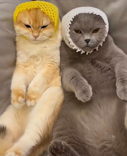 thread 95344455 20221222190106 s 546323 w 690 h 848 1241