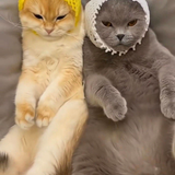 thread 95344455 20221222190106 s 546323 w 690 h 848 1241