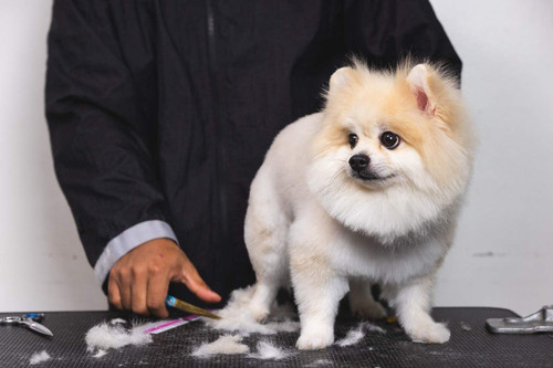 DIY vs. Pro When to Embrace Home Grooming and When to Call in Pet Groomers.jpg