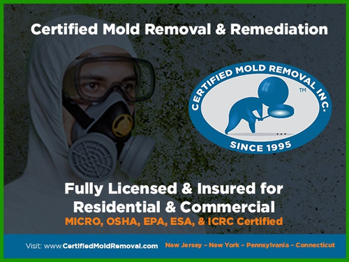 Mold Inspection Near Me.jpg