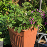 10) £30 deep container of bush and trailing fuschia with rose trailing lobelia