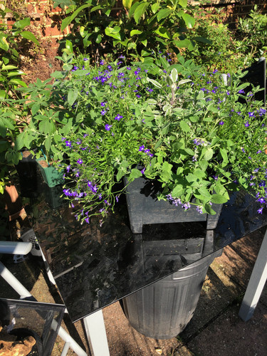 Available as a single or one of a pair of herb containers.. Tricolour sage and catmint with blue trailing lobelia.