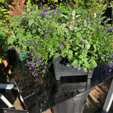 14) £30 Square container of herbs